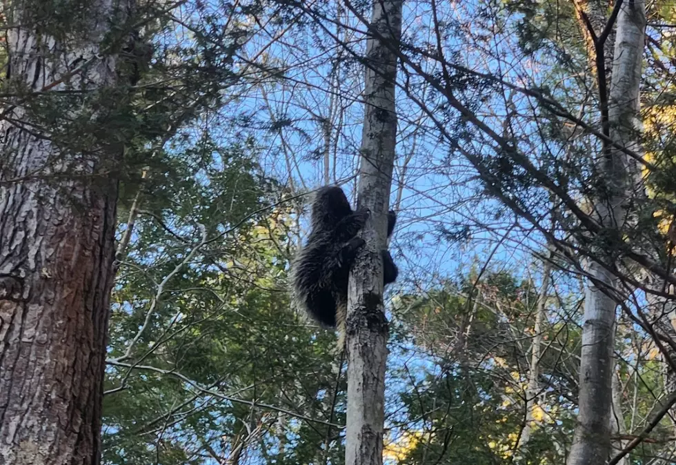 Porcupine