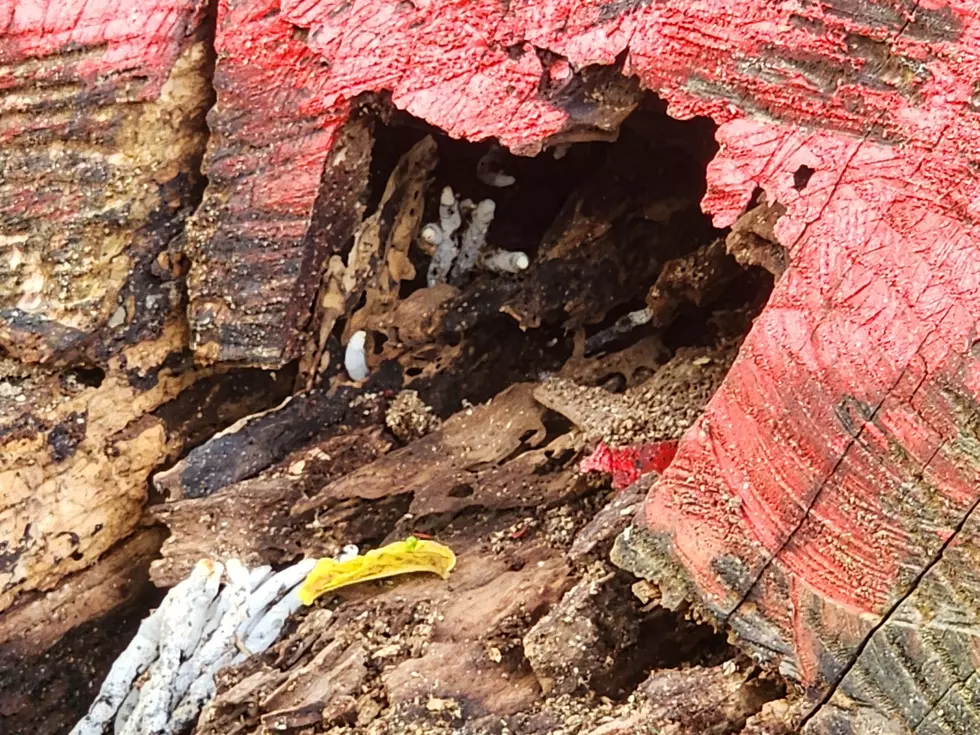 A view of the weathered and rotting base of Owego's original "Big Strawberry." (Photo: Bob Joseph/WNBF News)