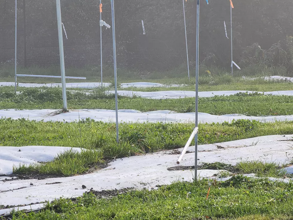 Researchers Growing “Alternative Lawns” in Vestal Neighborhood