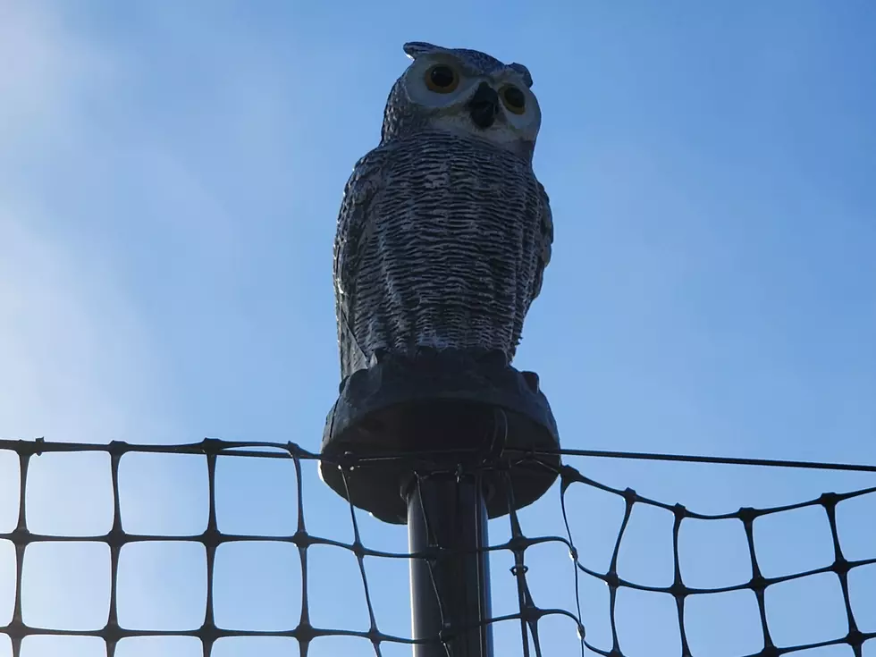 An "owl" on the lookout for bearcats or other wildlife near the research site at Nuthatch Hollow Nature Preserve in Vestal. (Photo: Bob Joseph/WNBF News)