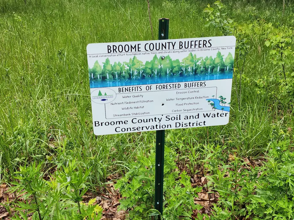 A sign at a "No Mow Zone" in Binghamton outlines the mission of the project to establish buffer areas along waterways. Photo: Bob Joseph/WNBF News
