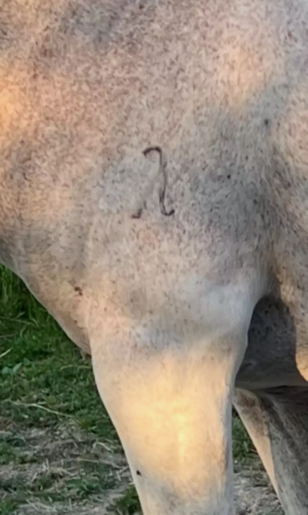 Stolen Horse