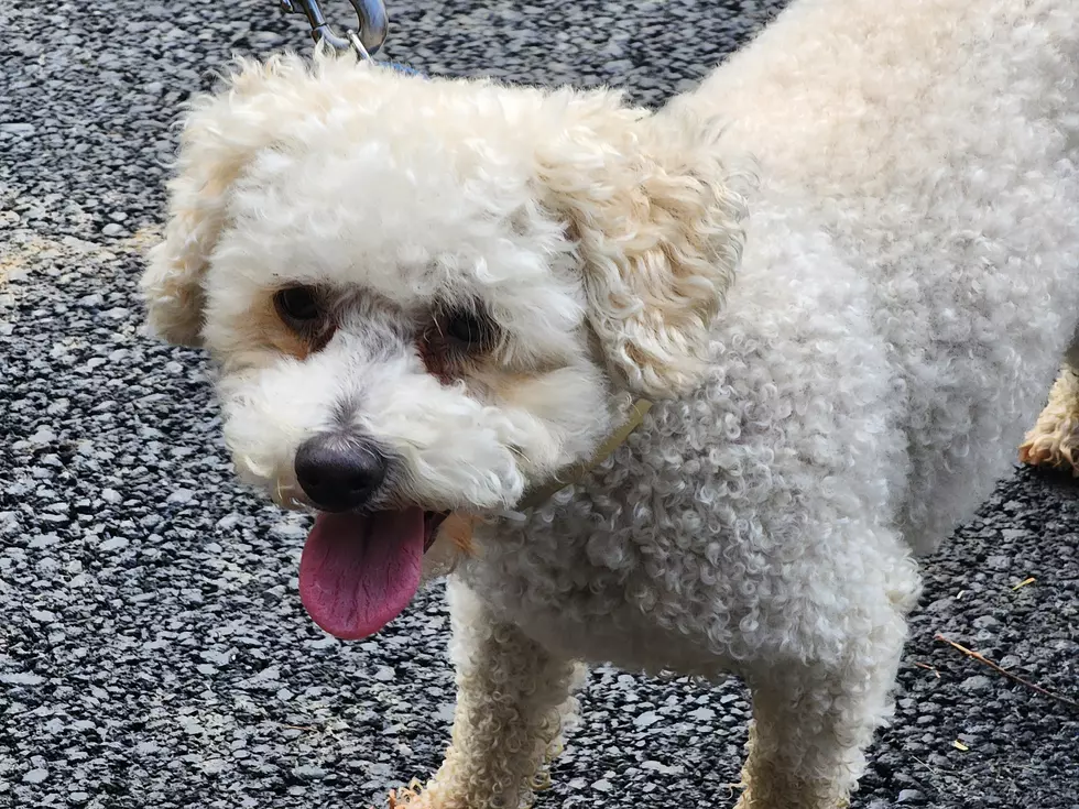 Luca, a 9-year-old Endwell resident, appeared pleased with the announcement that construction of an Endicott dog park was underway. (Photo: Bob Joseph/WNBF News)