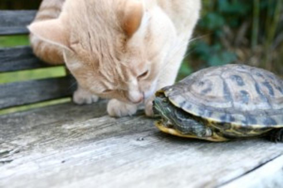 The Tortoise And The Cat