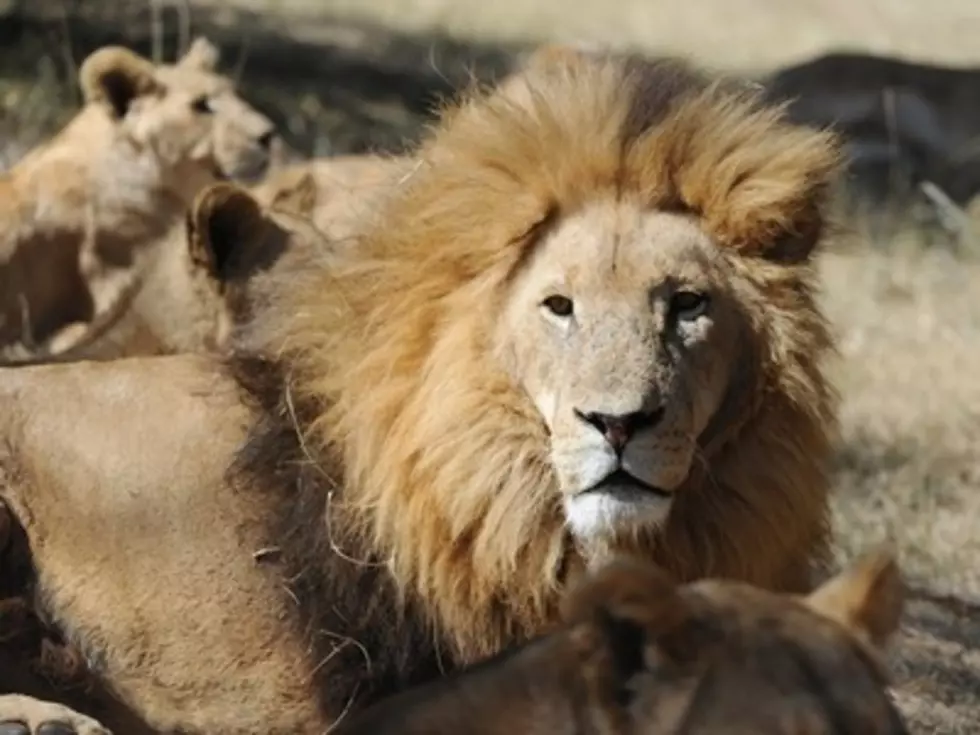 Florida Man Living With The Lions