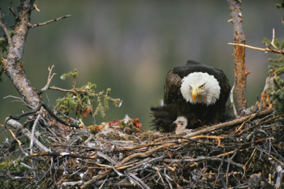 Have You Ever Wondered What Little Eaglets Do In The Nest?