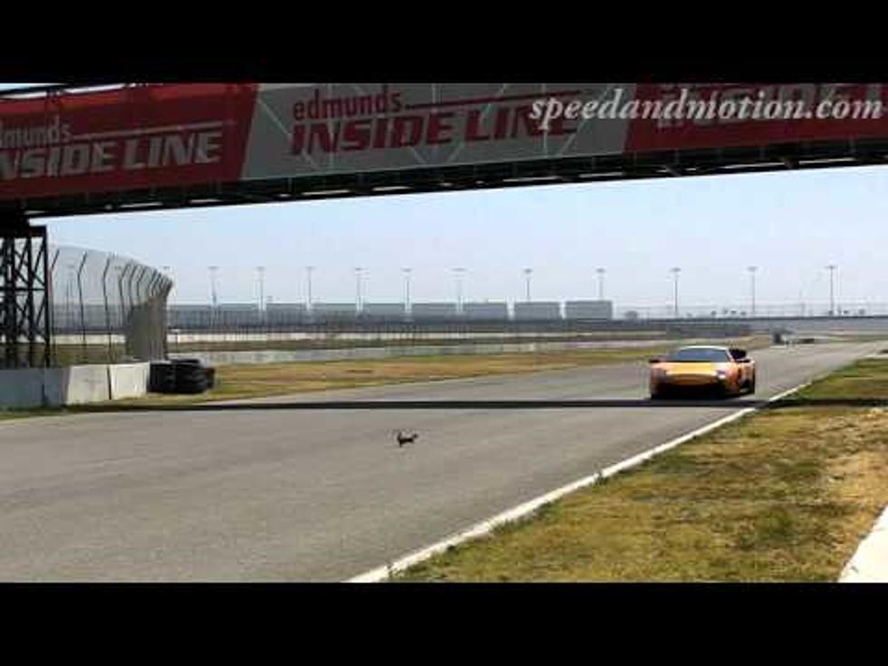 Squirrel on a Speedway [Video]