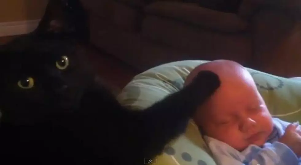 Kitty Soothes Baby to Sleep [VIDEO]