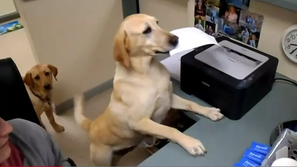 Dog Gives Out Receipts at Vet’s Office [VIDEO]
