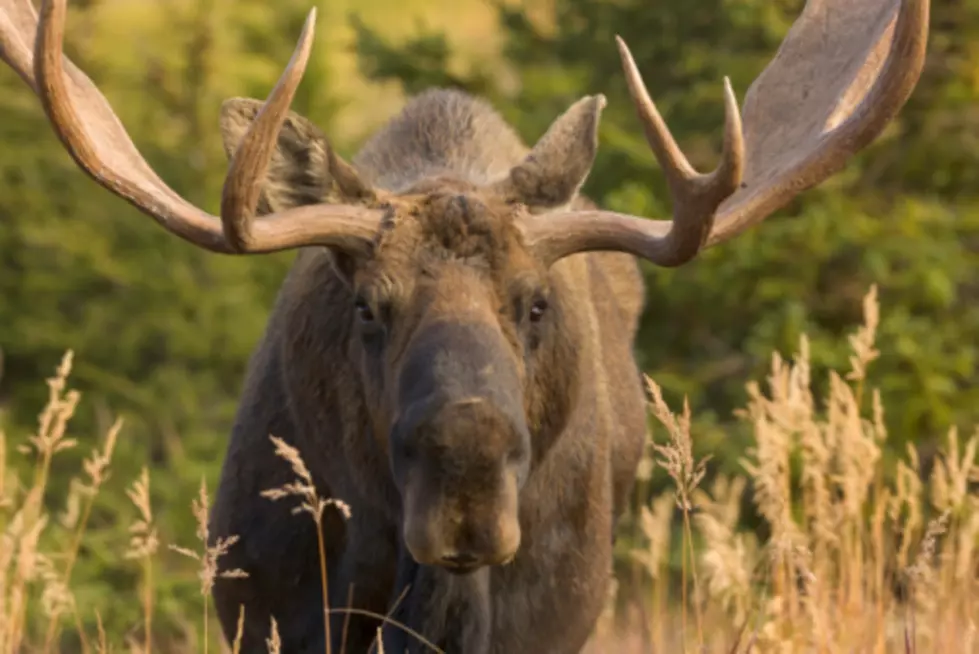 Say &#8220;What!?&#8221;- 85 Year Old Woman Fights Moose With Shovel