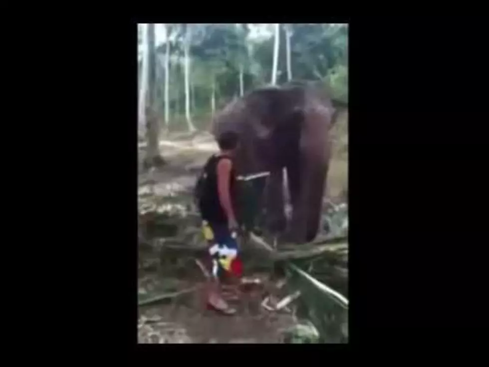 Drew&#8217;s Video of the Day: Man Knocked Over by Elephant [VIDEO]