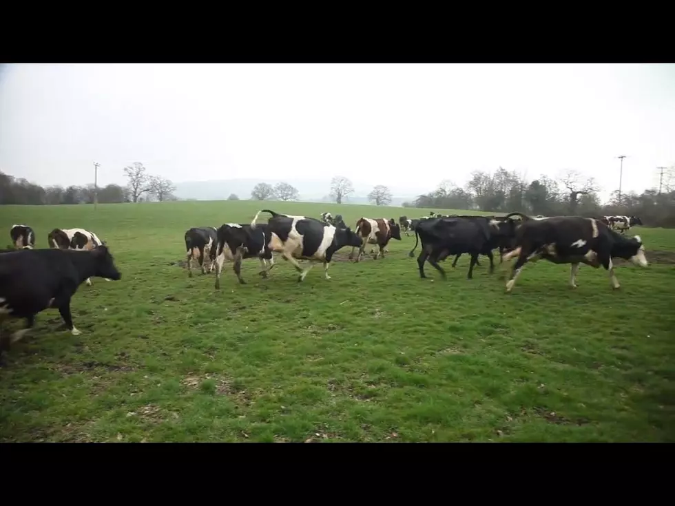 Dancing Cows Goes Viral [Video]