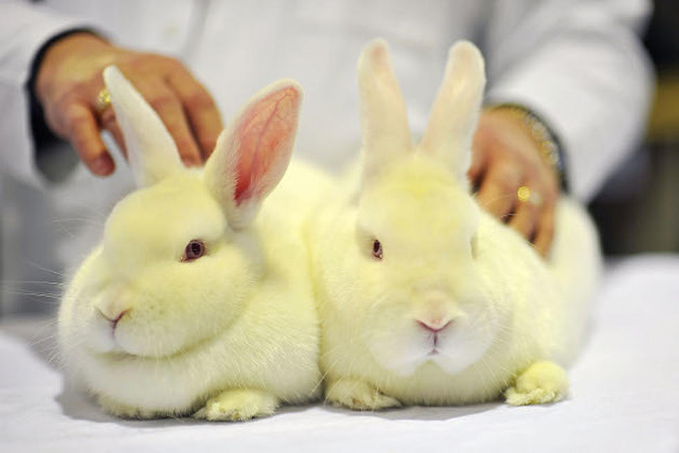 Larimer Humane Society Wants You to Consider a Rabbit