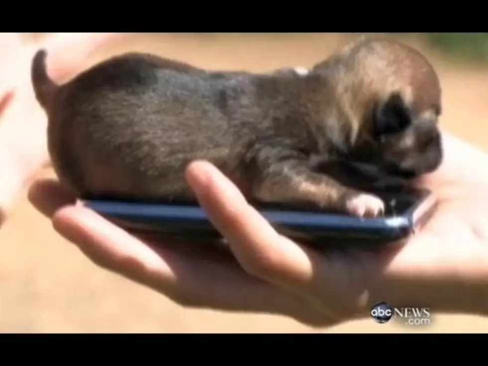 Daily Dose of Weird: Possibly the World&#8217;s Smallest Dog [VIDEO]