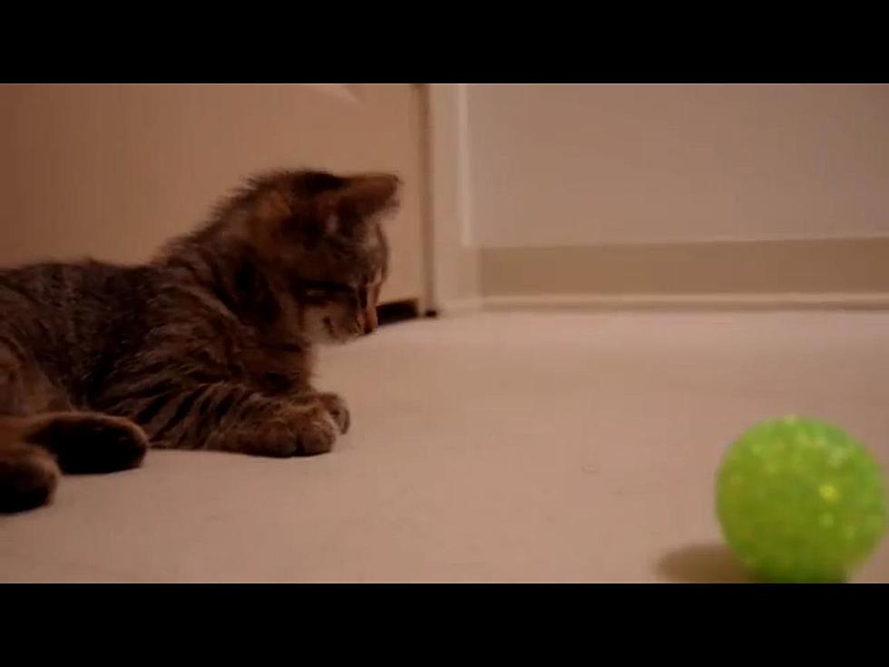 Oskar the Blind Kitten and His First Toy [Video]
