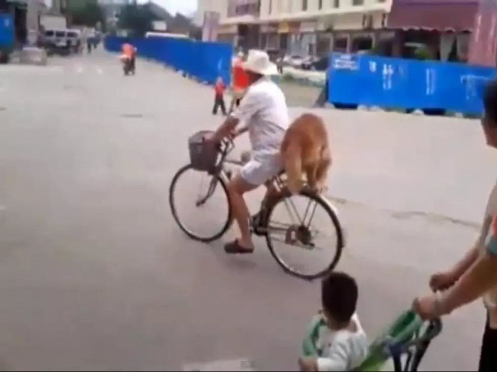 Amazing Dog and Bike Video [Video]