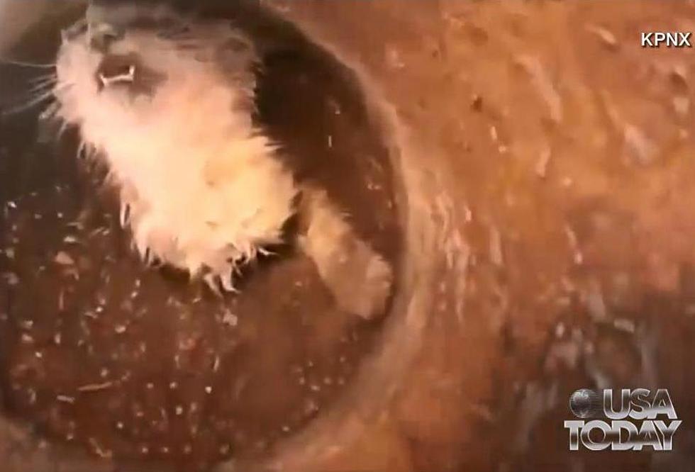 Man Finds Kitten Buried Alive In Hardened Concrete [VIDEO]