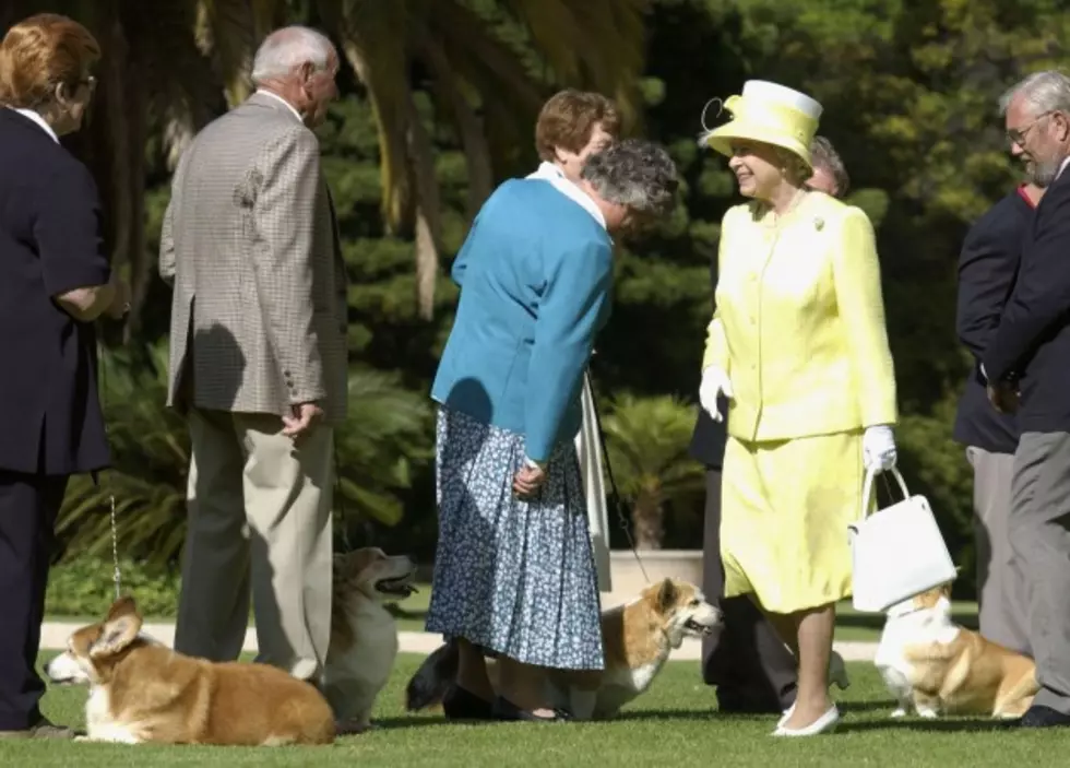 The Queen&#8217;s Corgis Assault Princess Beatrice&#8217;s Norfolk Terrier &#8211; Dumb Criminal Of The Day