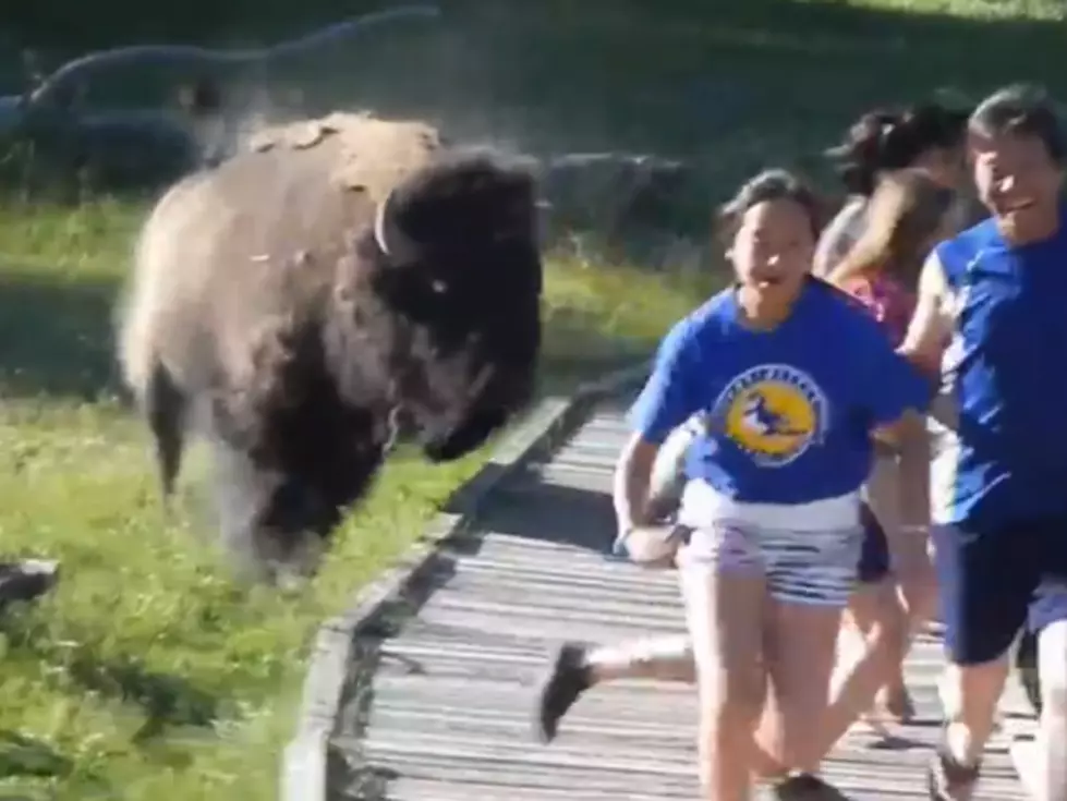 Bison Charge Tourists In Yellowstone [VIDEO]