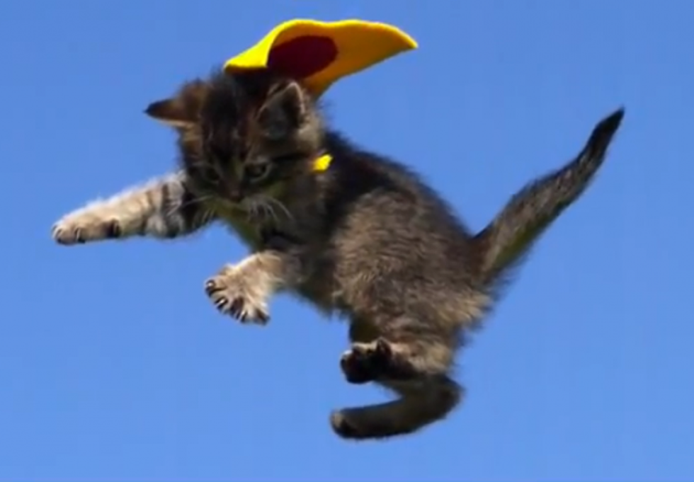 Adorable Superhero Kittens &#8216;Flying&#8217; In Slow Motion [VIDEO]