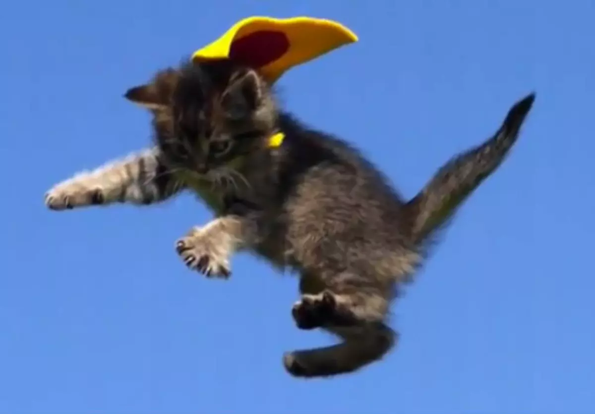 Adorable Superhero Kittens 'Flying' In Slow Motion [VIDEO]