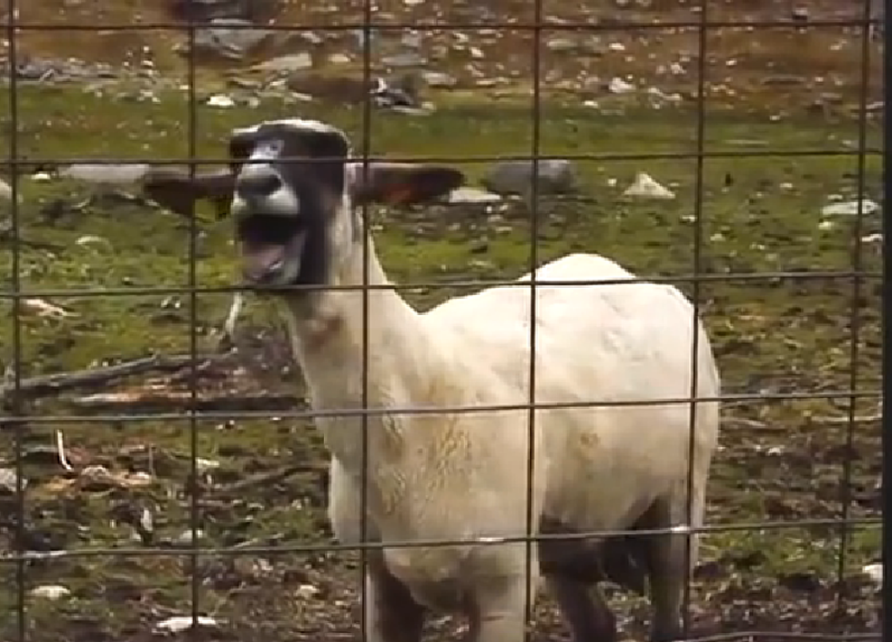 3 Goats Screaming Like Humans, And A Seal [VIDEOS]