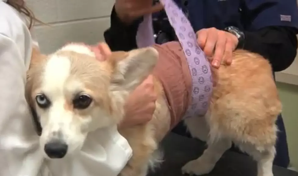 Corgi Owners Around The World Fund First-Of-It&#8217;s-Kind Surgery For Dog At CSU Veterinary Teaching Hospital