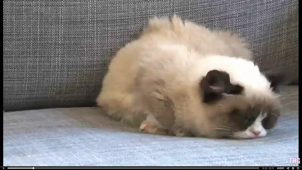 Grumpy Cat Harlem Shake, This Is Good! [Video]