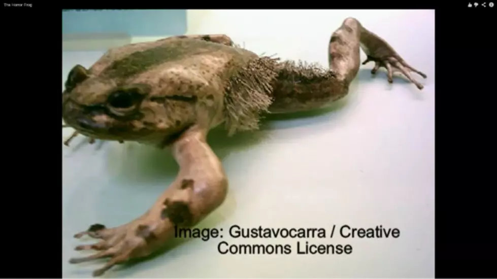 &#8220;Horror Frog&#8221; Breaks His Own Bones to Make Claws -Crazy Creatures [Pic] [Video]