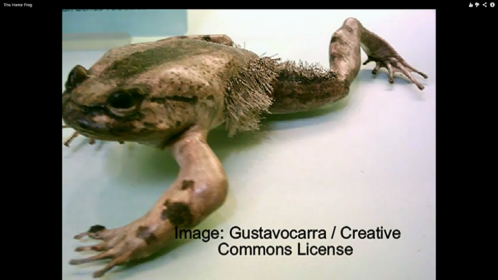 “Horror Frog” Breaks His Own Bones to Make Claws -Crazy Creatures [Pic] [Video]