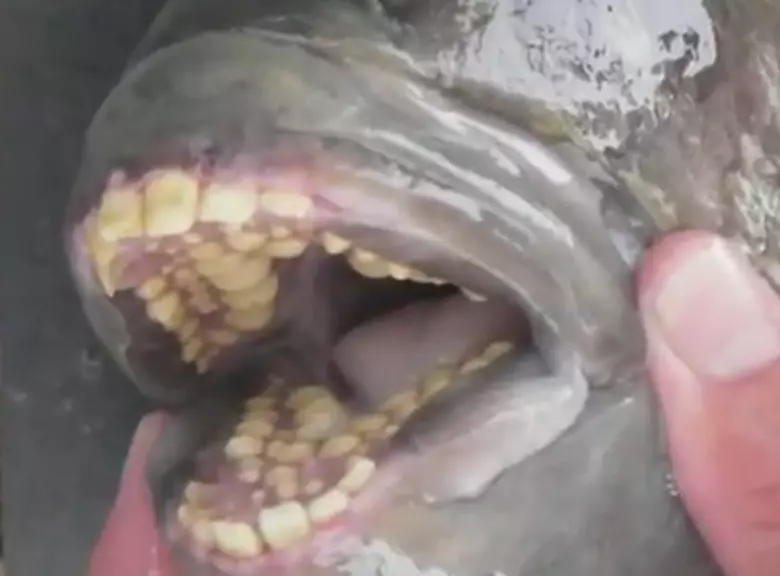 Check Out The Chompers On A Sheepshead Fish – The Fish With Human-Like  Teeth [Video]