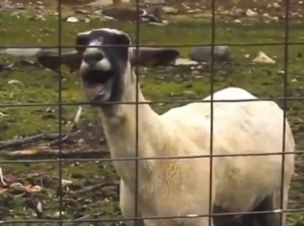 Cops Called on Screaming Goat