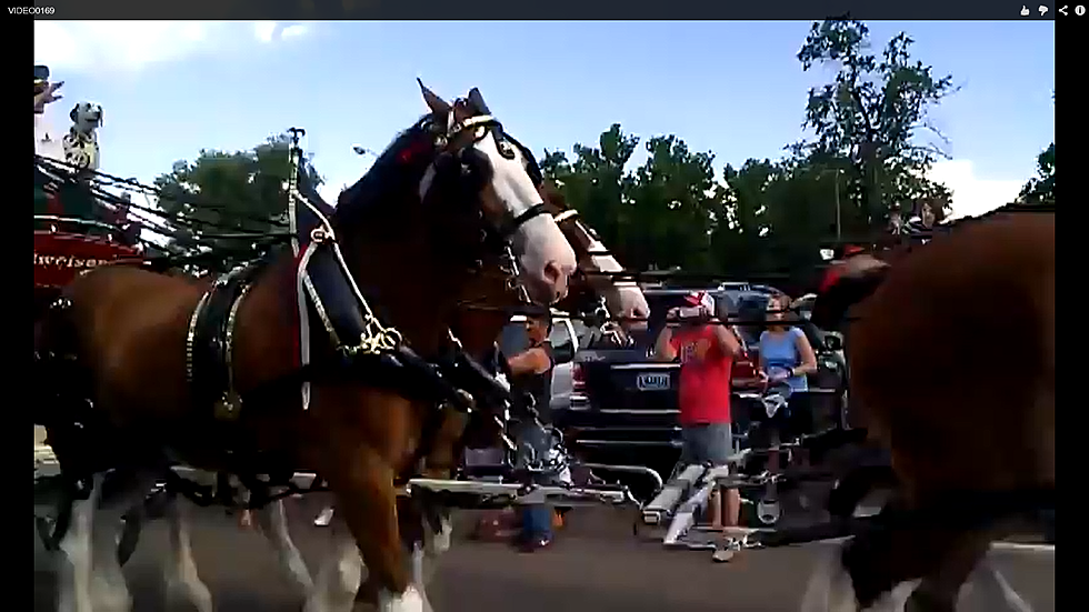 Budweiser Clydesdales Visit Fort Collins [Video] [Pictures]