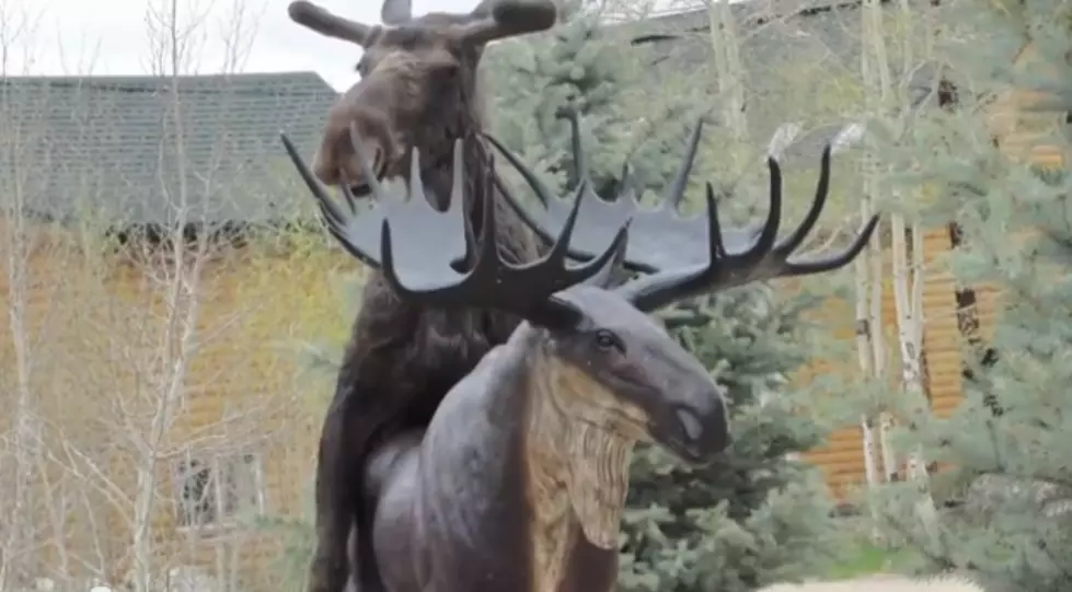 Colorado Moose Loves Moose Statue- FAIL! Friday