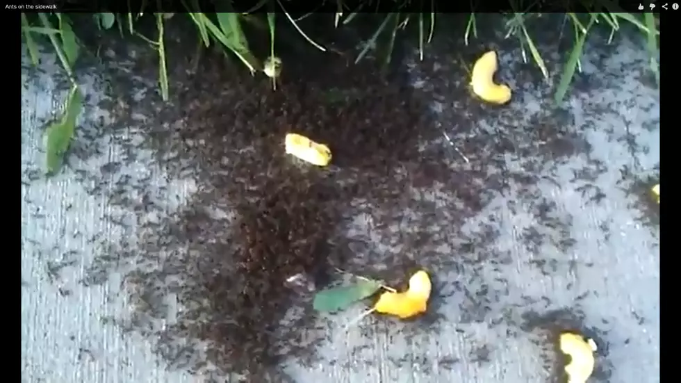 Pavement Ants, Thousands of Them – A Zen Moment [Video]