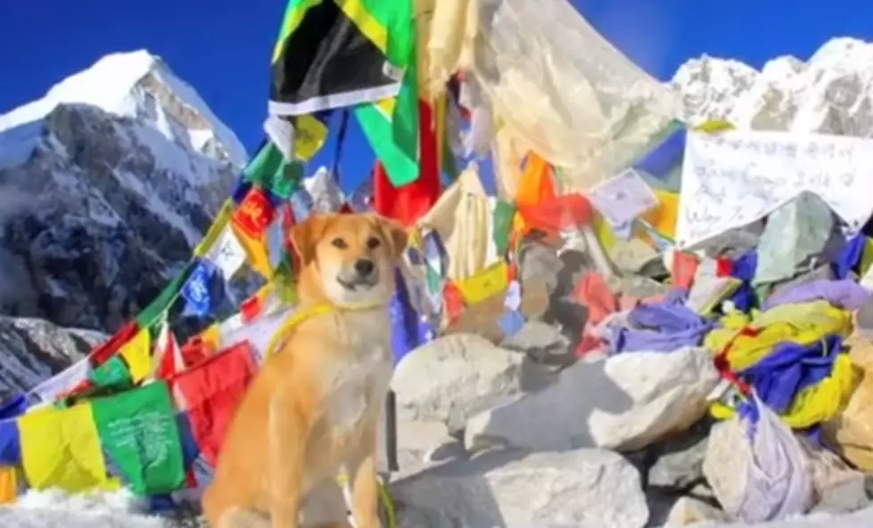 First Dog Ever Climbs Everest