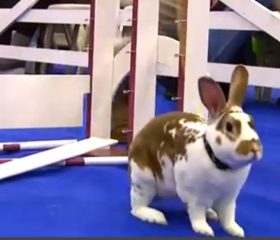 Prepare Yourself For the Bunny Jumping Competition