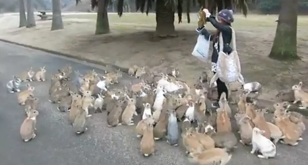 Check Out Rabbit Island in Japan