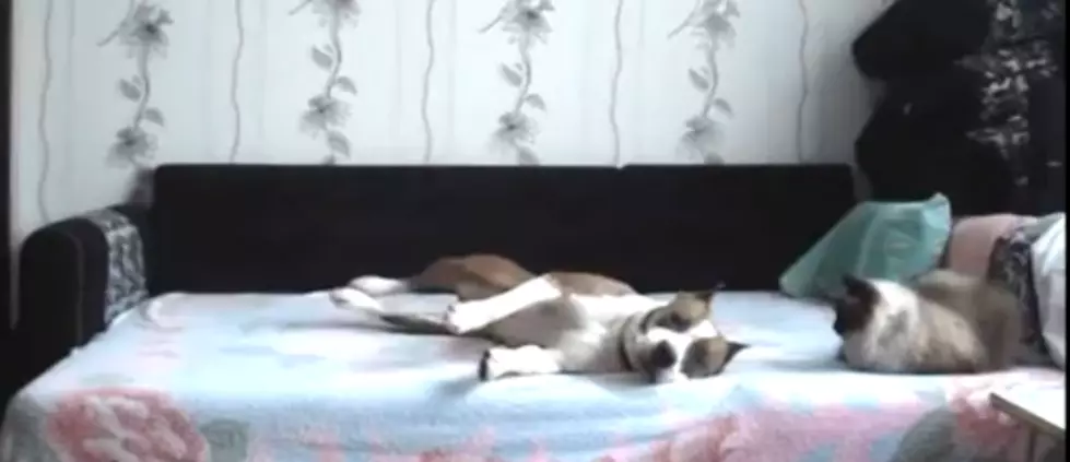 Hidden Camera Catches Dog Hilariously Disobying His Owners