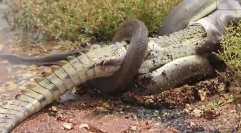 Snake Eats Crocodile After a Five Hour Battle