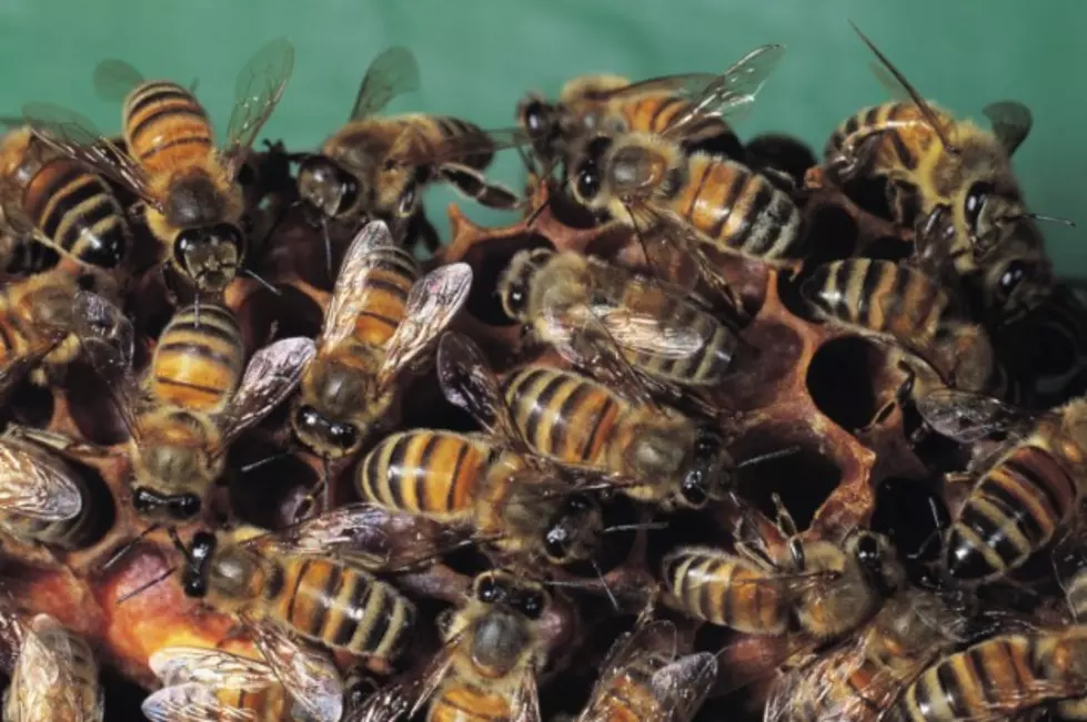 Truck Holding 20 Million Bees Overturns on Highway