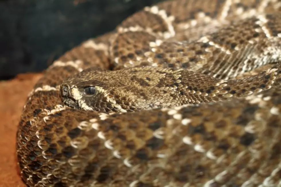 With Spring Upon Us, Rattlesnakes Wake From Their Winter Slumber