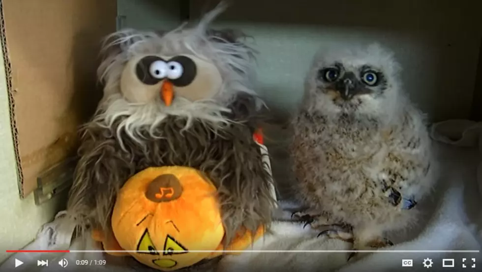 This Video is PERFECT for Halloween Week!
