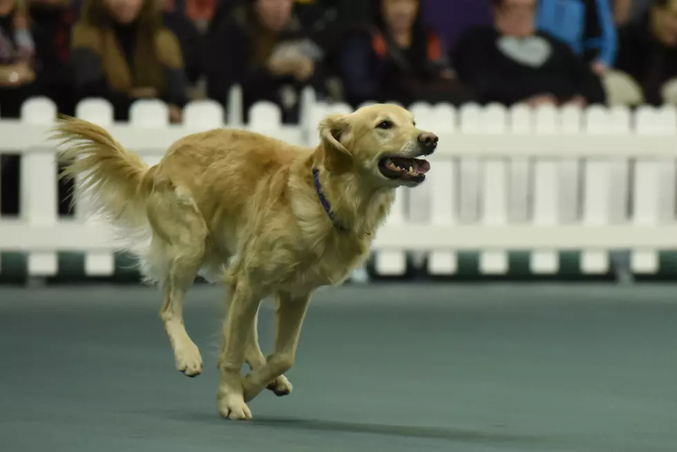 Westminster Dog Show: Best Dog Names