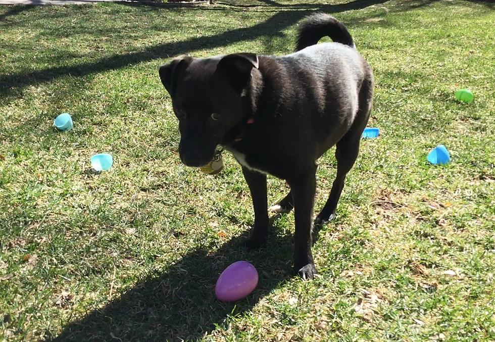 Mollie's Dogs Hunt for Easter Egg Treats [VIDEO]