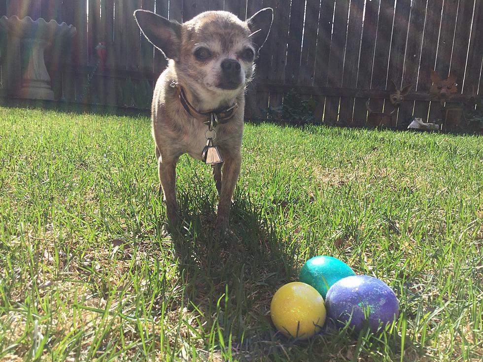 Your Dog Can Safely Hunt Easter Eggs in Northern Colorado