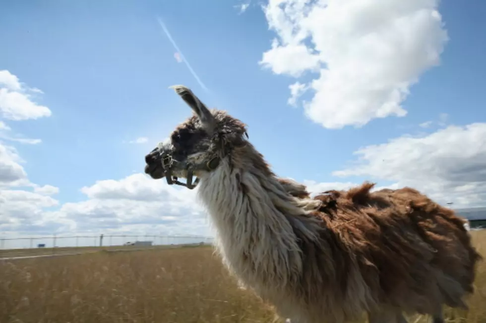 Llama on the Loose Sends Niwot into a Frenzy
