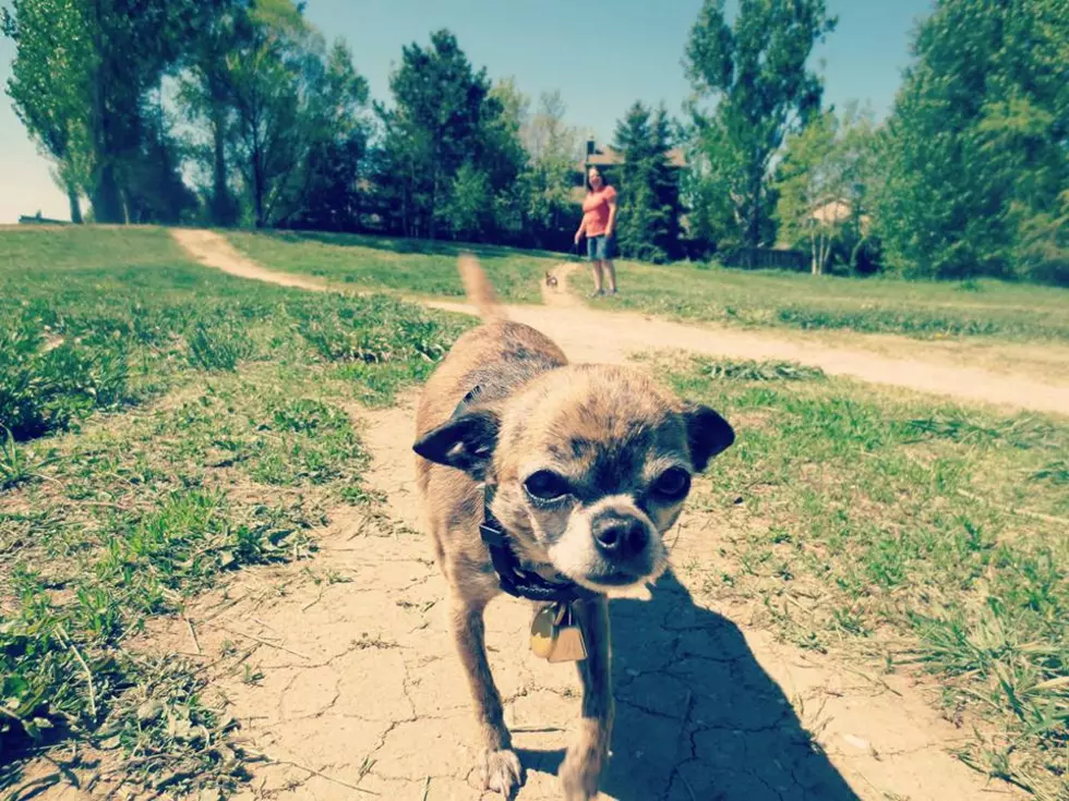 30 Things Only Chihuahua Owners Understand [PHOTOS]