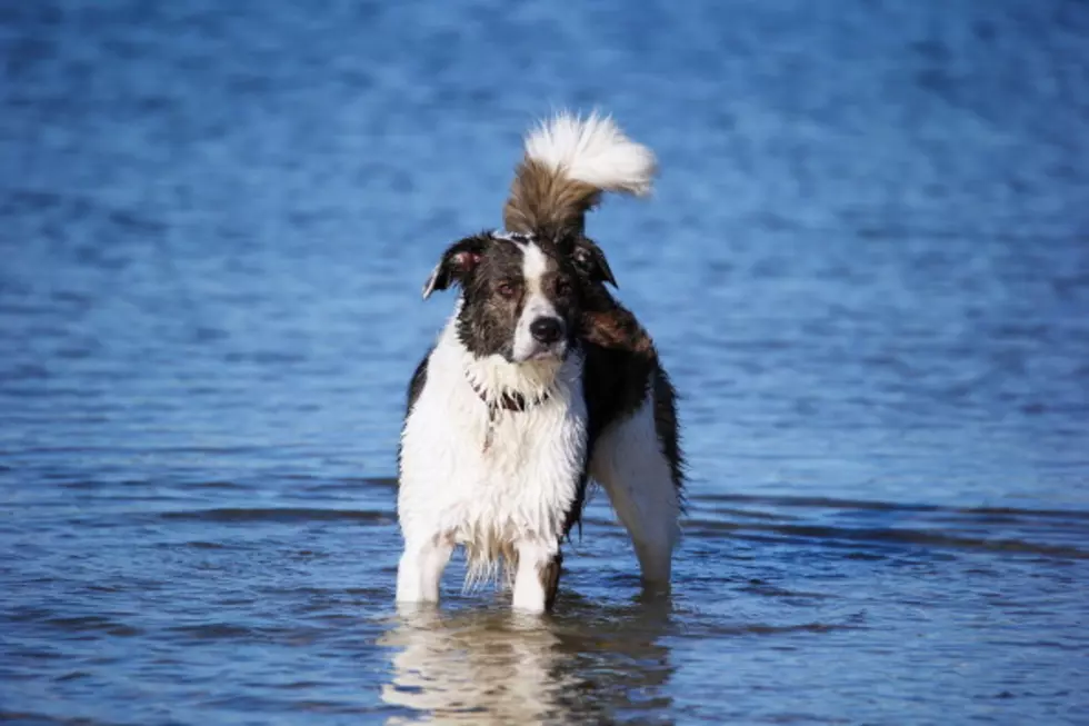 Colorado Water Dogs That’ll Get You Psyched For Summer
