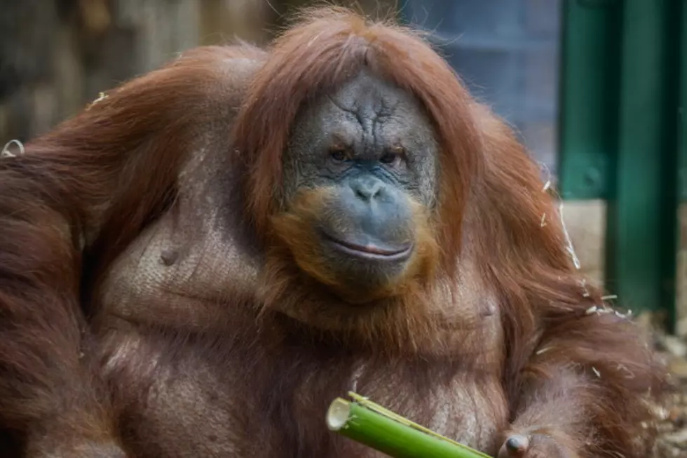 40-Year-Old Orangutan at Denver Zoo Euthanized